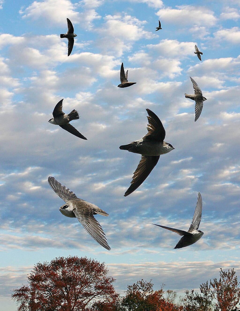 Vaux's Swift birds are shown flying with a cloudy sky in the background over a tree-filled landscape. 